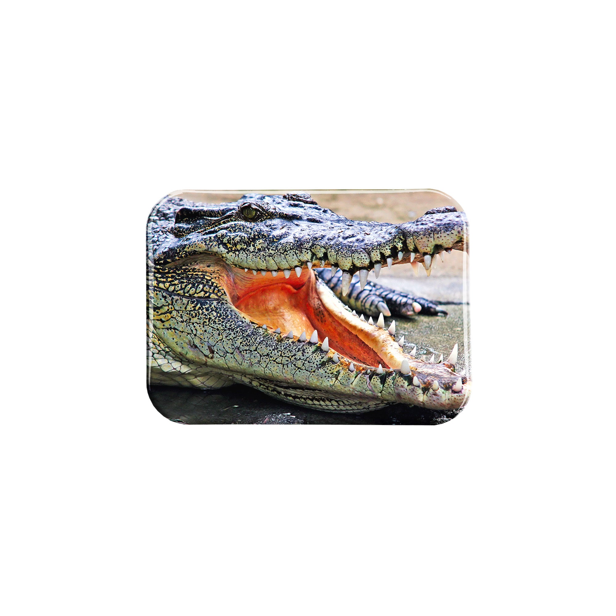 "Allligator" - 2.5" X 3.5" Rectangle Fridge Magnets