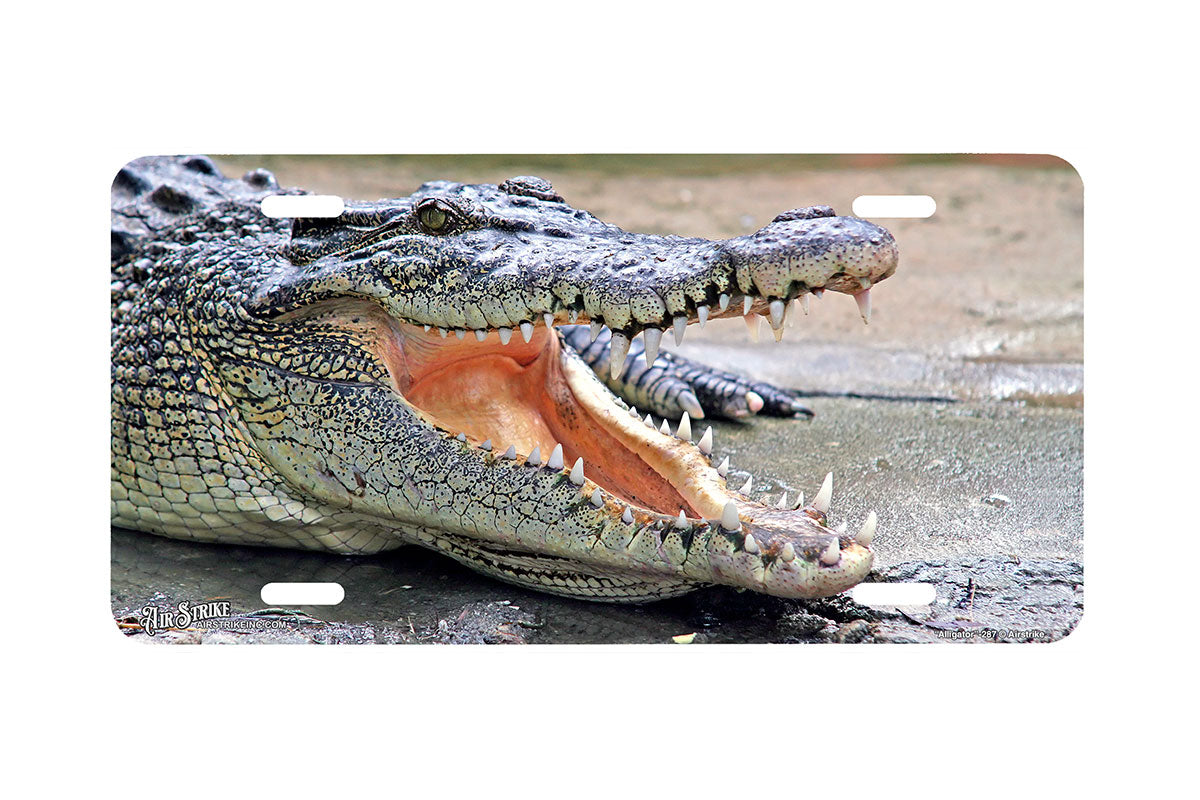 "Allligator" - Decorative License Plate